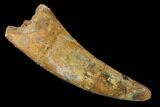 Large, Cretaceous Fossil Crocodile Tooth - Morocco #153404-1
